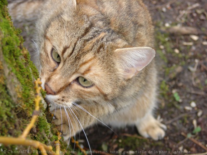 Photo de Chat domestique