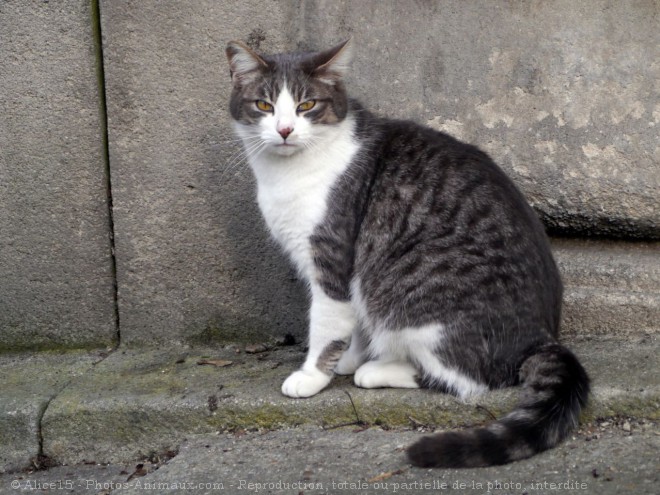 Photo de Chat domestique