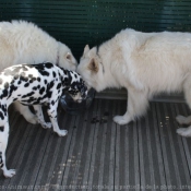 Photo de Races diffrentes