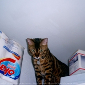 Photo de Bengal