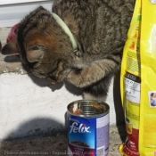 Photo de Chat domestique