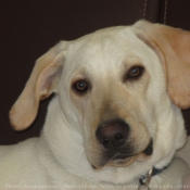 Photo de Labrador retriever