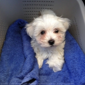 Photo de Bichon maltais