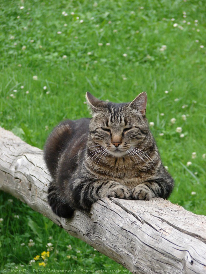 Photo de Chat domestique