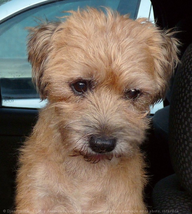 Photo de Border terrier