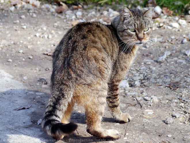 Photo de Chat domestique