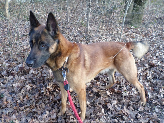 Photo de Berger belge malinois