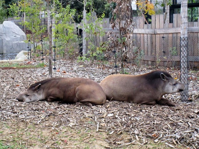 Photo de Tapir