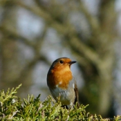 Photo de Rouge gorge