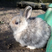 Photo de Lapin