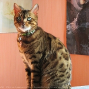 Photo de Bengal