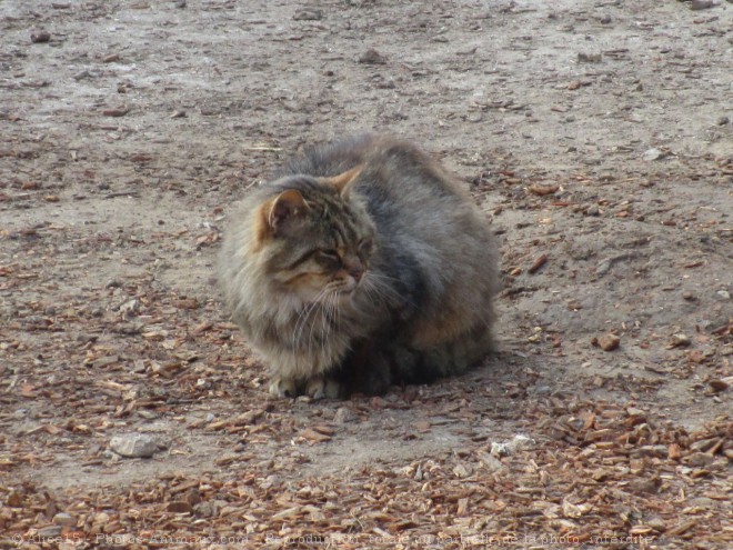 Photo de Chat domestique