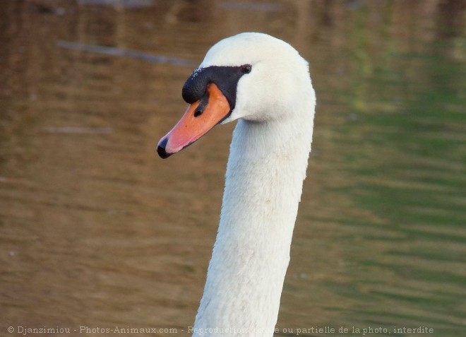 Photo de Cygne