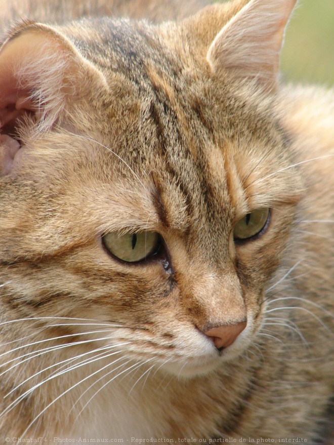 Photo de Chat domestique