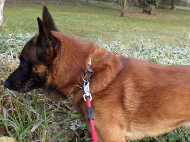 Photo de Berger belge malinois