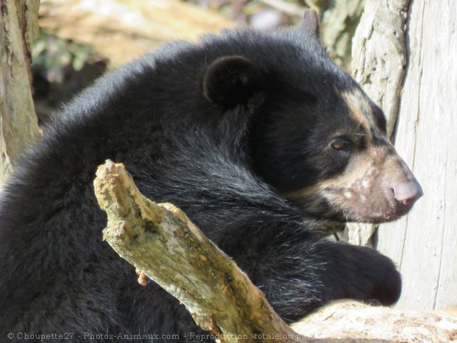 Photo d'Ours