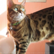 Photo de Bengal