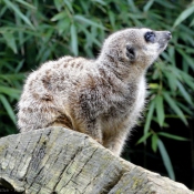 Photo de Suricate