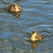 Photo de Canard colvert