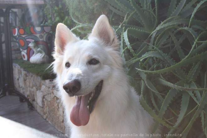 Photo de Berger blanc suisse