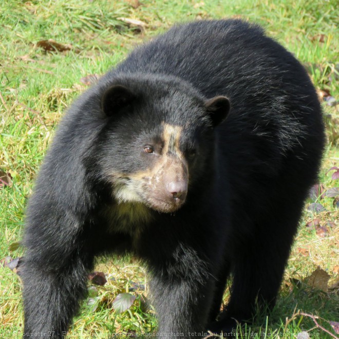 Photo d'Ours