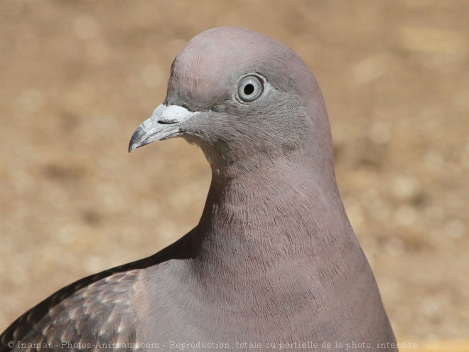 Photo de Pigeon