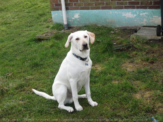 Photo de Labrador retriever