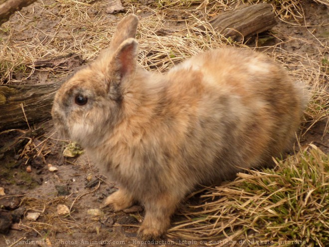 Photo de Lapin