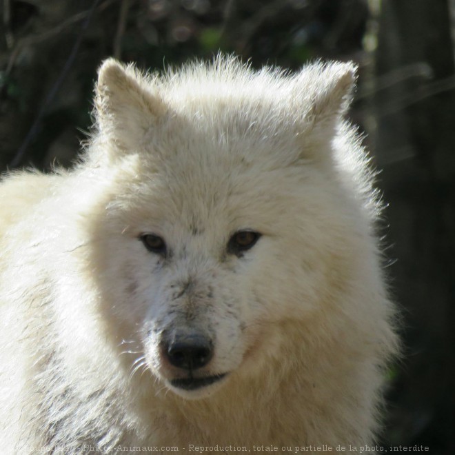 Photo de Loup