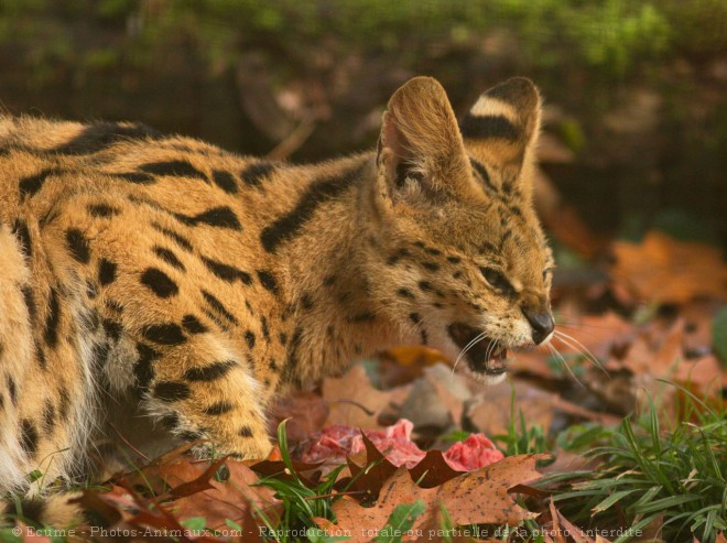 Photo de Serval