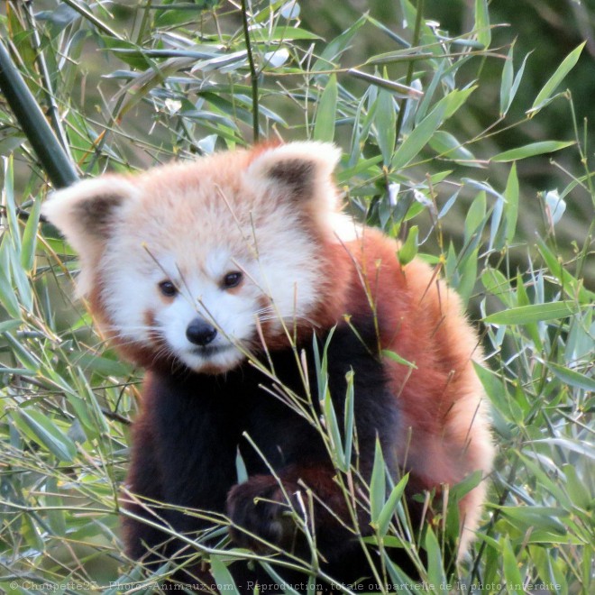 Photo de Panda roux