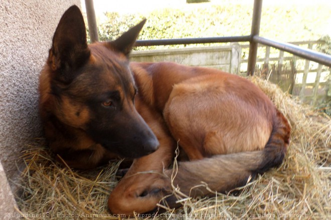 Photo de Berger belge malinois