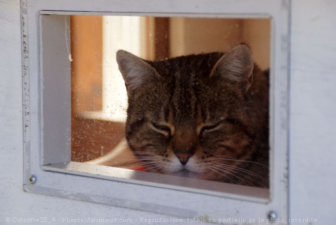 Photo de Chat domestique