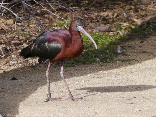 Photo d'Ibis falcinelle