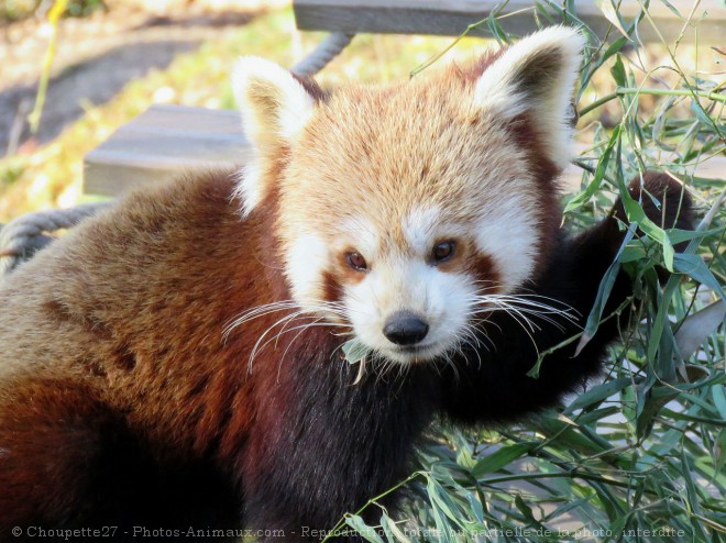 Photo de Panda roux