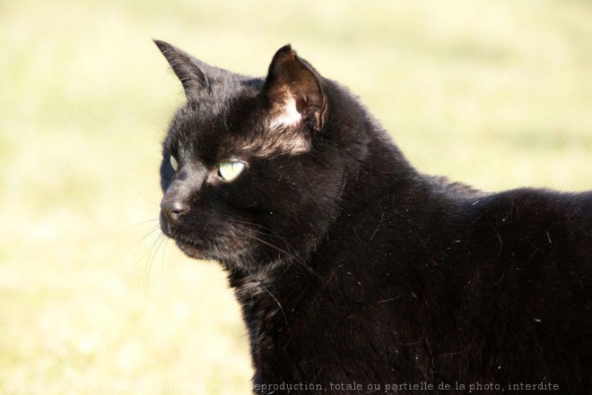 Photo de Chat domestique