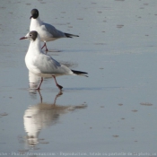 Photo de Mouette