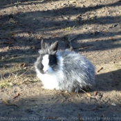 Photo de Lapin