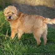 Photo de Border terrier