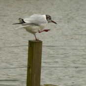 Photo de Mouette