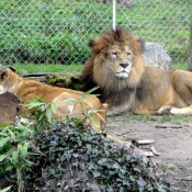 Photo de Lion