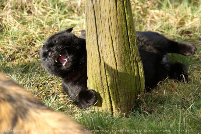 Photo de Chat domestique