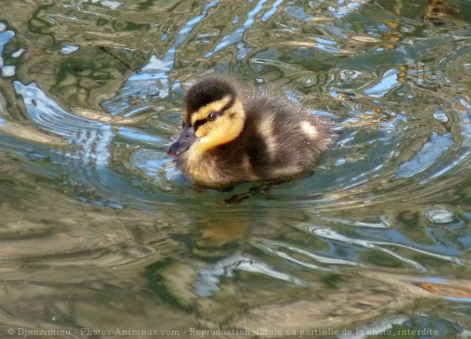 Photo de Canard colvert