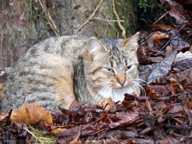 Photo de Chat domestique