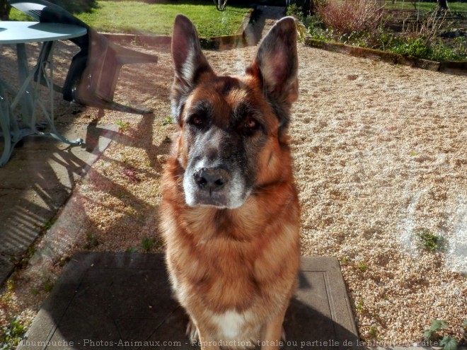 Photo de Berger allemand  poil long