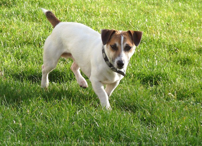 Photo de Jack russell terrier