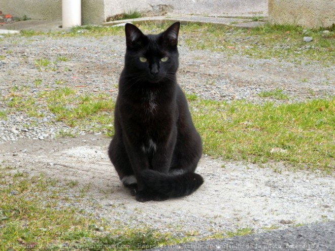 Photo de Chat domestique