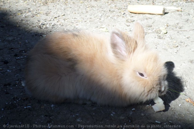 Photo de Lapin