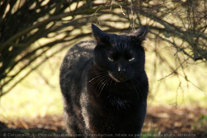 Photo de Chat domestique