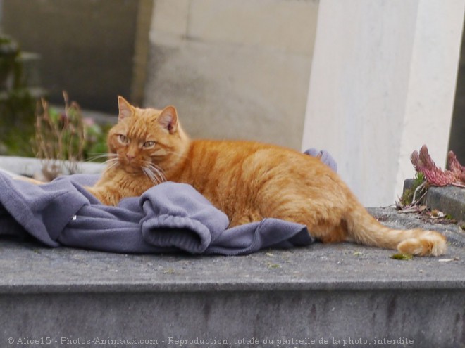 Photo de Chat domestique